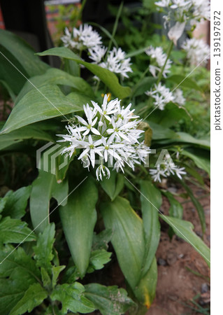 Abundant Cluster of Wild White Flowers and Lush Green Leaves in a Natural Outdoor Setting, Close Focus Abundant Cluster of Wild White Flowers and Lush Green Leaves in a Natural Outdoor Setting, Close Focus 139197872