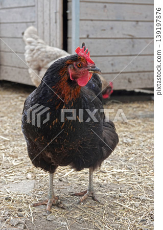 Elegance of the farm: a striking black and orange chicken with a red comb stands gracefully in a rural setting Elegance of the farm: a striking black and orange chicken with a red comb stands gracefully in a rural setting 139197876