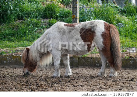 Small Patched Pony Forage on Ground in Paddock, Cute Domestic Horse with Brown and White Fur Coat Small Patched Pony Forage on Ground in Paddock, Cute Domestic Horse with Brown and White Fur Coat 139197877
