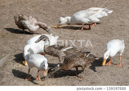 Group of domestic ducks and geese forage for feed on a dirt farmyard, showcasing rural life and avian activity Group of domestic ducks and geese forage for feed on a dirt farmyard, showcasing rural life and avian activity 139197880