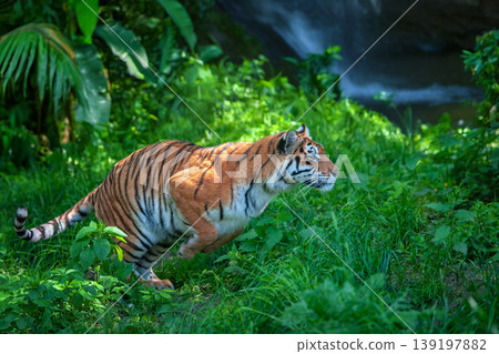 Tiger jump in jungle on waterfall background, wild animal in the 139197882