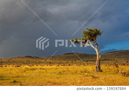Sunset over African savanna with lone acacia tree Sunset over African savanna with lone acacia tree 139197884