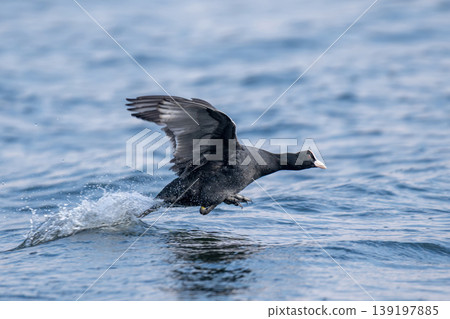 Fulica atra bird taking off water splashing on lake Fulica atra bird taking off water splashing on lake 139197885