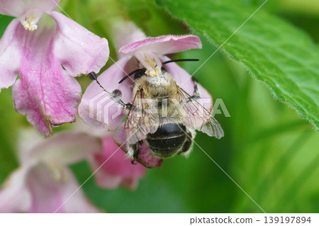 Closeup on an Anthophora dufourii on a colorful pink Melittis melissophyllum flower in the Gard 139197894