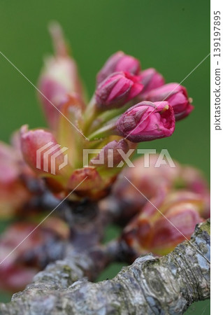 Close-up of Vibrant Pink Japanese Cherry Flower Buds on a Branch Against a Soft Green Background in Spring Close-up of Vibrant Pink Japanese Cherry Flower Buds on a Branch Against a Soft Green Background in Spring 139197895