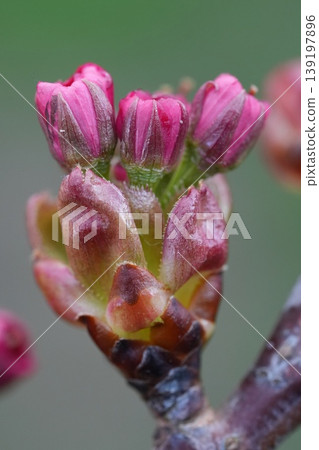 Close up of vibrant pink Japanese Cherry flower buds emerging on a branch, signaling spring arrival and new life Close up of vibrant pink Japanese Cherry flower buds emerging on a branch, signaling spring arrival and new life 139197896