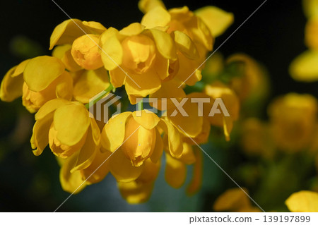 Close up of vibrant yellow flower buds on a branch, showcasing nature's delicate beauty in sunny light 139197899