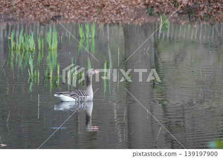Graceful Waterfowl Swim on Calm Pond, Surrounded by Lush Green Reeds and Natural Woodland Backdrop at Dawn Graceful Waterfowl Swim on Calm Pond, Surrounded by Lush Green Reeds and Natural Woodland Backdrop at Dawn 139197900