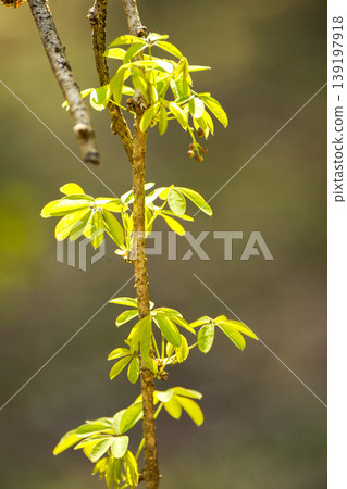 The young leaves and buds of the akebi fruit are shining in the spring sunlight. 139197918