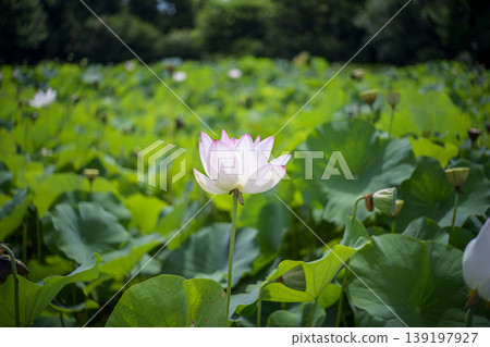 蓮花初夏梅雨季七月圖 139197927