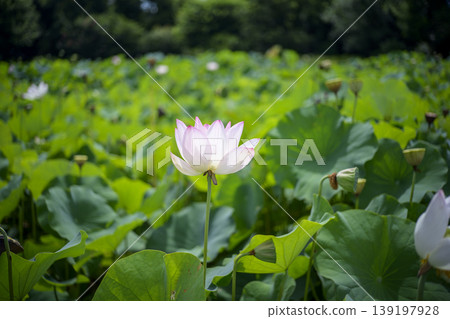 蓮花初夏梅雨季七月圖 蓮花初夏梅雨季七月圖 139197928