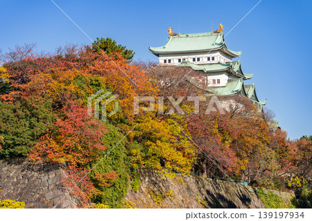 Nagoya Castle keep amidst autumn foliage, viewed from the east. Nagoya Castle keep amidst autumn foliage, viewed from the east. 139197934