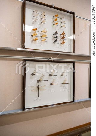 dragonfly specimen 139197964