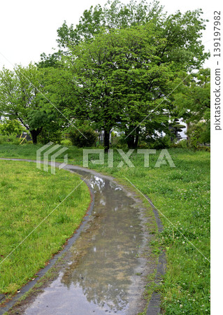 Park walk after the rain Park walk after the rain 139197982