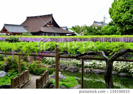 曼達拉吉公園紫藤節 曼達拉吉公園紫藤節 139198035