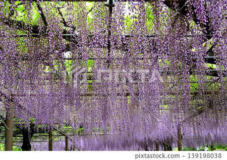 Mandaraji Park Wisteria Festival 139198038