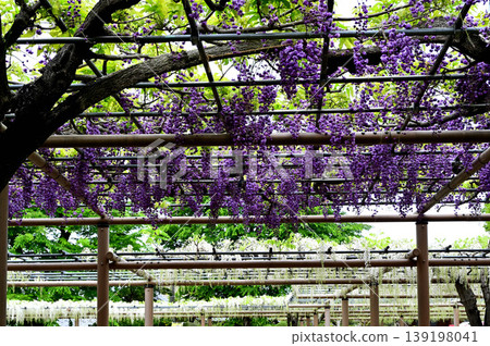 Mandaraji Park Wisteria Festival Mandaraji Park Wisteria Festival 139198041