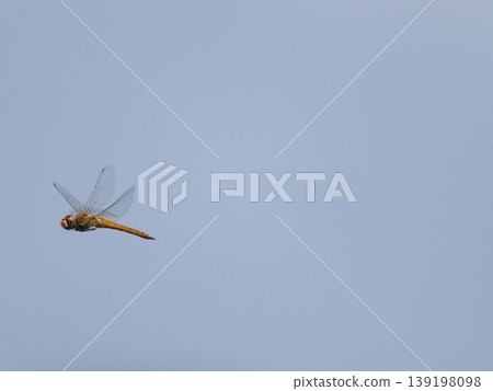 A dragonfly, a Pantala flavescens, soaring through the blue sky. A dragonfly, a Pantala flavescens, soaring through the blue sky. 139198098
