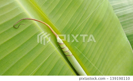 Close-up image of a tropical banana leaf with new shoots emerging on a bright green background. Close-up image of a tropical banana leaf with new shoots emerging on a bright green background. 139198110