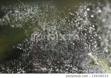 The art of nature: a world of light emitted by water droplets on a spider's web. The art of nature: a world of light emitted by water droplets on a spider's web. 139198133