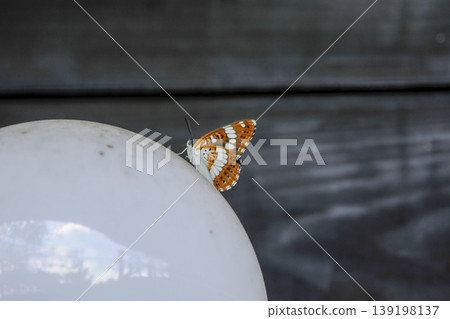 A Common White butterfly perched on a round light bulb. A Common White butterfly perched on a round light bulb. 139198137