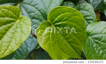 Close up of fresh green heart shaped leaves in a tropical garden. Close up of fresh green heart shaped leaves in a tropical garden. 139198155