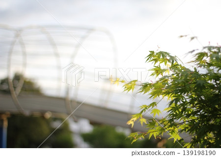 New green maple leaves illuminated by the setting sun in a park, with a slide in the background. New green maple leaves illuminated by the setting sun in a park, with a slide in the background. 139198190
