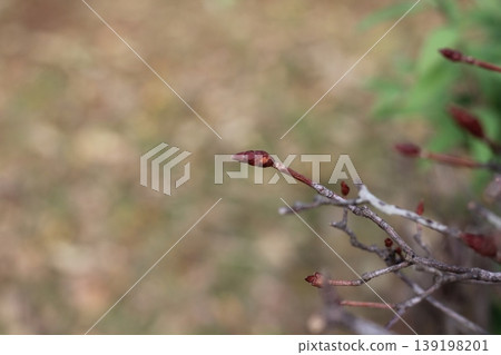 Winter buds of cherry trees in early spring Winter buds of cherry trees in early spring 139198201
