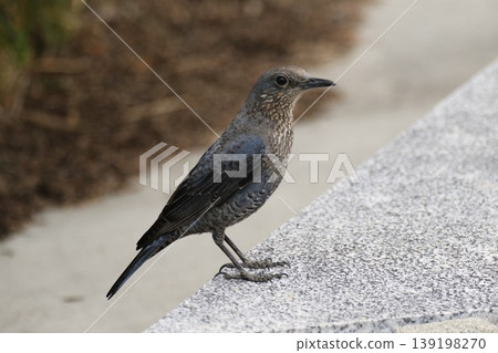 A female Blue Rock Thrush standing on concrete; a wild bird that inhabits urban areas. 139198270