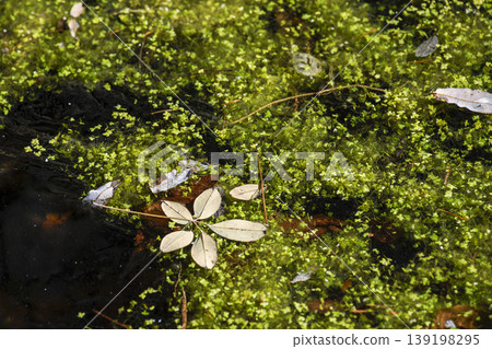 Dead leaves floating on aquatic plants Dead leaves floating on aquatic plants 139198295