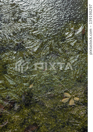 Dead leaves floating on ice Dead leaves floating on ice 139198297