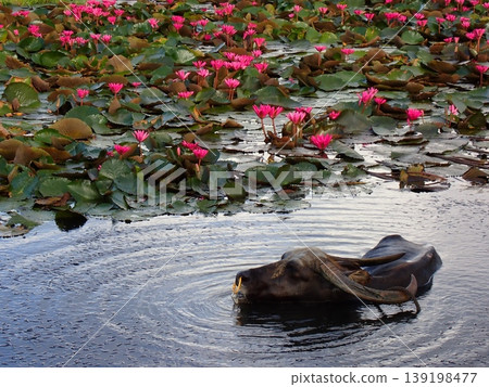蓮花和水牛 蓮花和水牛 139198477