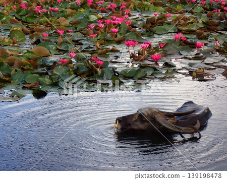 Lotus and water buffalo Lotus and water buffalo 139198478