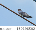 A baby swallow perched on a power line 139198502