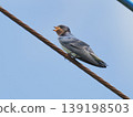 A baby swallow perched on a power line 139198503