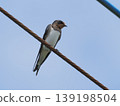 A baby swallow perched on a power line 139198504