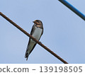 A baby swallow perched on a power line 139198505