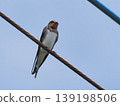 A baby swallow perched on a power line 139198506