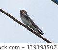 A baby swallow perched on a power line 139198507