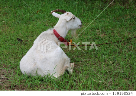 Goat's Goat's 139198524