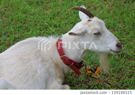 Goat's 139198525
