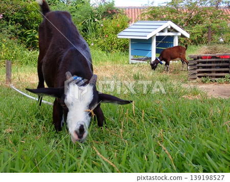 Goat's Goat's 139198527