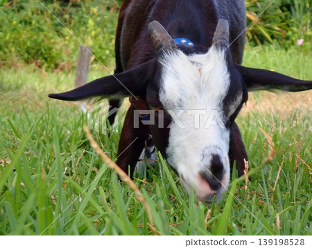 Goat's Goat's 139198528