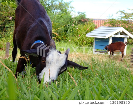 Goat's Goat's 139198530