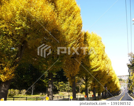 A beautiful row of ginkgo trees A beautiful row of ginkgo trees 139198532