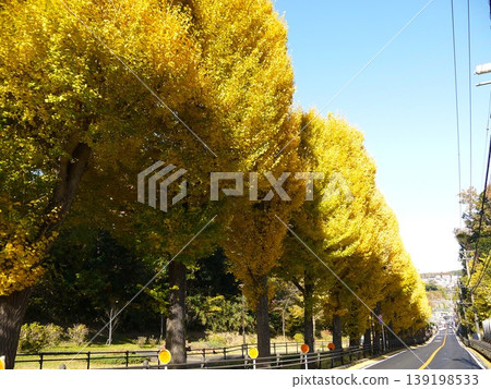 Beautiful row of ginkgo trees Beautiful row of ginkgo trees 139198533