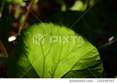 The veins of the butterbur leaves illuminated by the morning sun The veins of the butterbur leaves illuminated by the morning sun 139198565