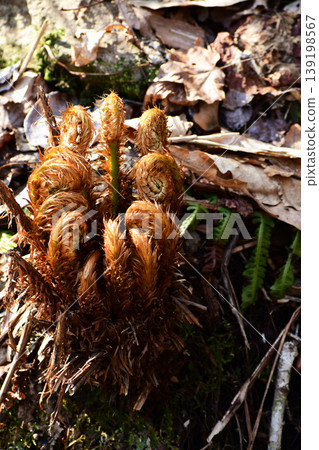 New shoots of the Japanese fern New shoots of the Japanese fern 139198567