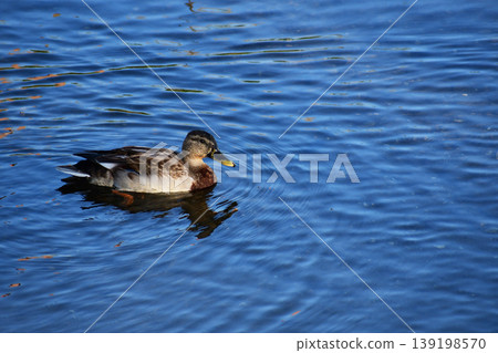 Mallard female Mallard female 139198570