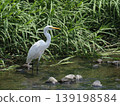 A white heron stands in the river. 139198584